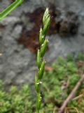 Micropyrum tenellum